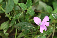 Barleria prattensis